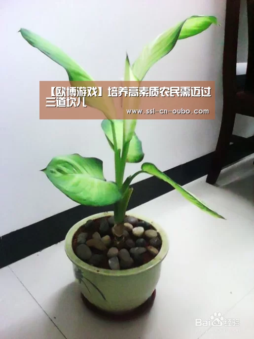 【欧博游戏】培养高素质农民需迈过三道坎儿(图1) 欧博游戏